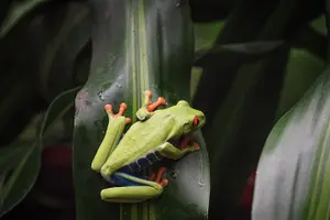 Tour image of Skip the Line:Day Ticket-La Paz Waterfall Gardens Nature Park & Wildlife Refuge