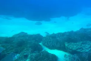 Tour image of Sunset Cruise with Turtle Watching and Unlimited Drinks