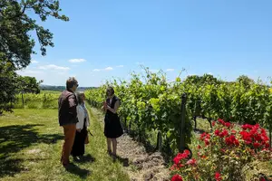 Tour image of Cognac tour of the vineyard and visit/tasting at a winemaker