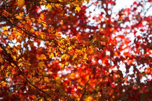 Tour image of Fall Foliage Scenic Day Trip to Vermont and Western MA with Stops