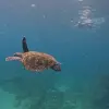 Image of Snorkeling
