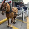 Image of Horseback Riding