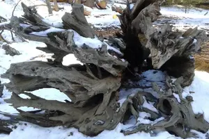 Tour image of Private Snowshoe Adventure - Sequoia National Park