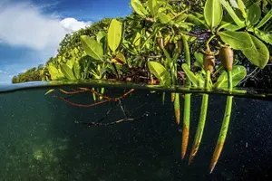 Tour image of Mangrove Kayak Tour | Manuel Antonio