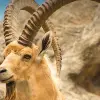 Image of Safaris