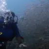 Image of Scuba Diving
