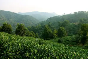 Tour image of Hangzhou Authentic Longjing Tea Culture Experience Tour