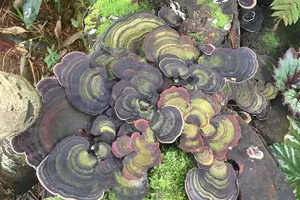 Tour image of Princeville Botanical Gardens Tour and Chocolate Tasting Ticket