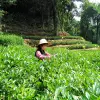 Image of Plantation Tours