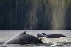 Tour image of Premier Whale Watching and Wildlife Tour