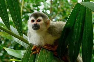Tour image of 10 Days Essential Costa Rica - Package with Manuel Antonio National Park