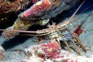 Tour image of Small Group Guided Shore Dives in St. Andrews State Park, Florida