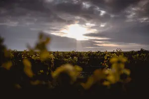 Tour image of Vineyard tour and wine tasting in Davron