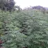 Image of Plantation Tours