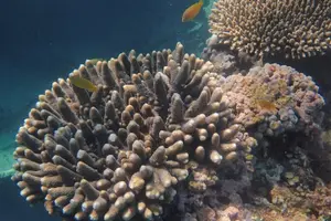 Image of Australia
