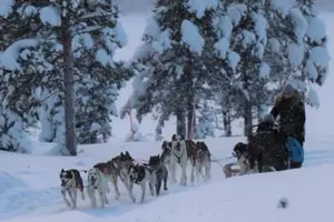 Tour image of Dog Sledding Tour near Kiruna