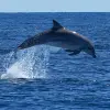 Image of Catamaran Cruises