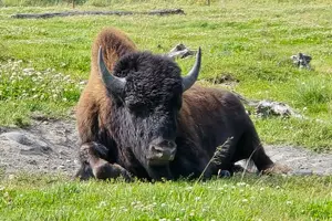 Tour image of VIP Tour from Anchorage to Alaska Wildlife Conservation Center