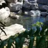 Image of Swimming