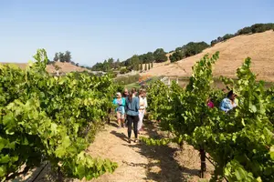 Tour image of Napa and Sonoma Wine Country Full-Day Tour from San Francisco