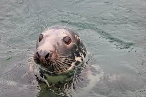 Tour image of Kinsale Cruise, Kinsale ( 50 minutes)