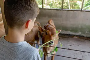 Tour image of Finca El Paraiso Farm Cheese Tour in Monteverde