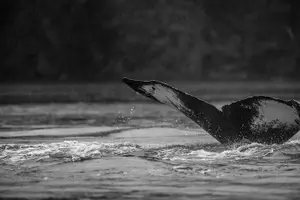 Tour image of 2-Hour Marine Wildlife Tour in Sitka