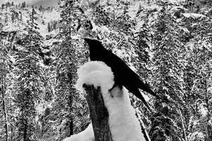 Tour image of Yosemite Winter Highlights Small Group Tour
