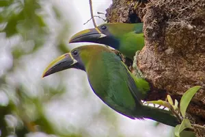 Tour image of Birdwatching tour at the Cloud Forest -Monteverde Wild-