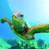 Image of Lunch Cruises