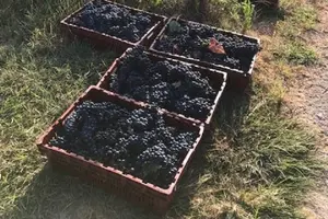 Tour image of North Texas Wineries & Vineyards Tour & Tastings