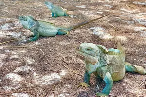 Tour image of Mangrove & Iguana Clear Kayak Tour