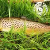 Image of Fishing Charters