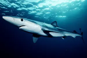 Tour image of Oahu Shark Dive