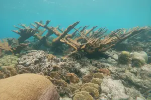 Tour image of Private snorkel with 2 stops in Aruba - Eco-friendly!