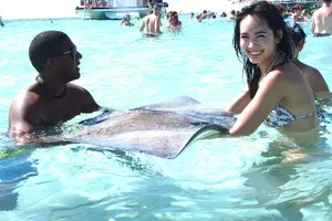 Tour image of Full-Day Private Stingray City Snorkeling and Starfish Beach Tour