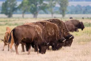 Tour image of Private Grand Teton Wildlife Safari Tour