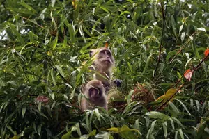 Tour image of Khao Sok Wildlife 2 Days