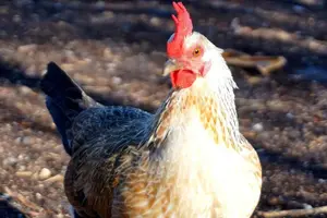 Tour image of Award Winning Farm Tour: Coffee, Chocolate and Unique Gifts
