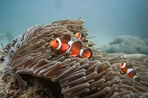 Tour image of Discover Scuba Diving (DSD) 1 day Experience