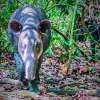 Image of Nature and Wildlife Tours