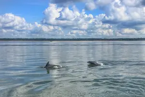 Tour image of Hilton Head Dolphin Tour with Stop at Disappearing Island