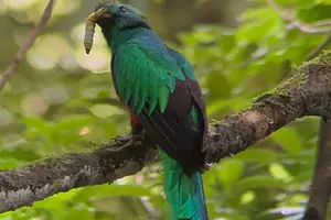 Tour image of EXCLUSIVE Monteverde Nature Walk + Hummingbirds with FREE Binocs