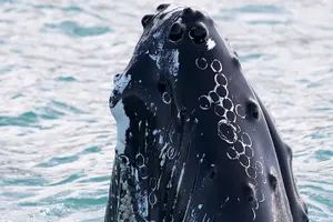 Tour image of Whale Watching and Sea Angling Tour