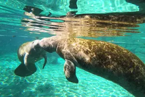 Tour image of Private Manatee Snorkeling Tour