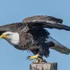 Image of Airboat Tours