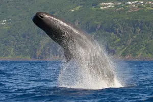 Tour image of Whale and Dolphin Watching Tour on Pico Island