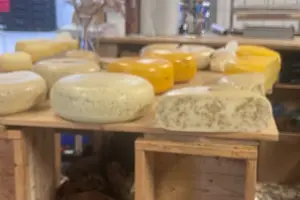 Tour image of Rotterdam Cheese Farm Experience Kinderdijk Private Max 8 Persons