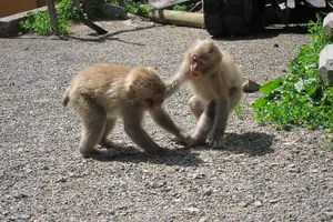 Tour image of Explore Jigokudani Snow Monkey Park with a Local Guide