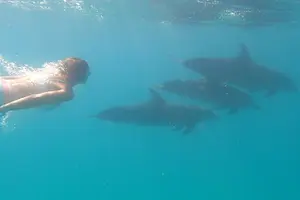 Tour image of Dolphin Museum and Wild Dolphins Land and Sea Adventure